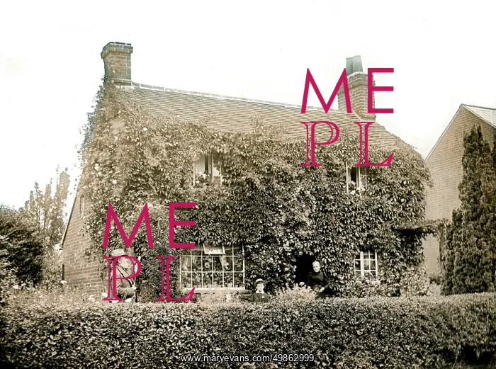 : House covered in ivy : House covered in ivy
