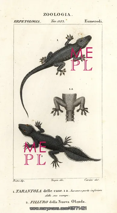 : House gecko and broad-tailed gecko : House gecko and broad-tailed gecko
