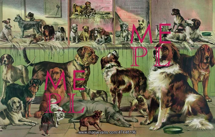  : House, kennel and field