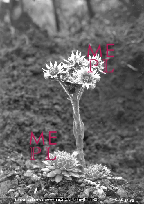 : House Leek (Sempervivum Funckii) : House Leek (Sempervivum Funckii)