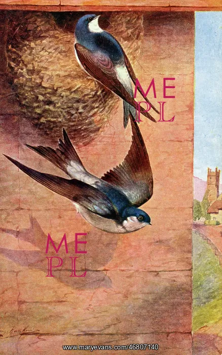 : House Martin : House Martin