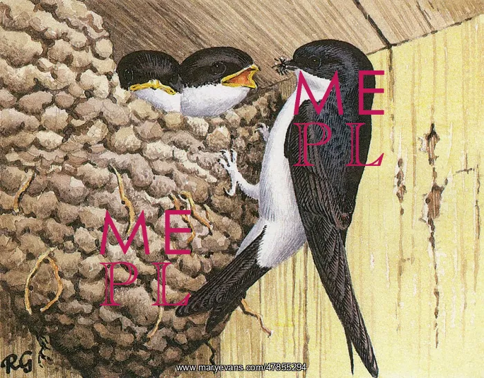 : HOUSE MARTIN (GILLMOR) : HOUSE MARTIN (GILLMOR)