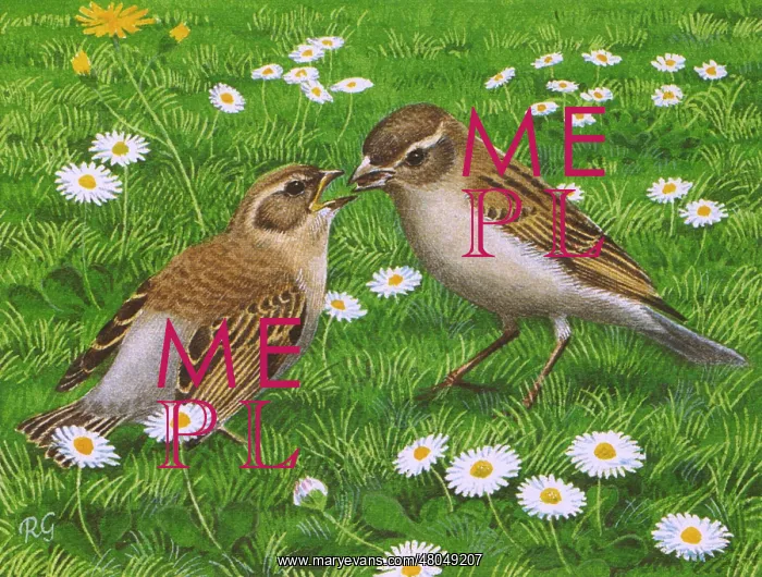 : House Sparrow : House Sparrow