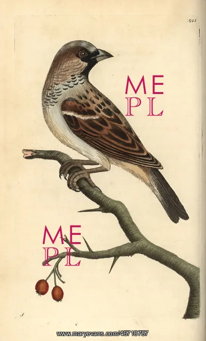 : House sparrow, Passer domestica : House sparrow, Passer domestica