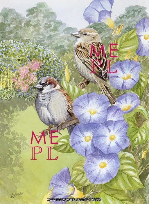  : House Sparrows on Morning Glory