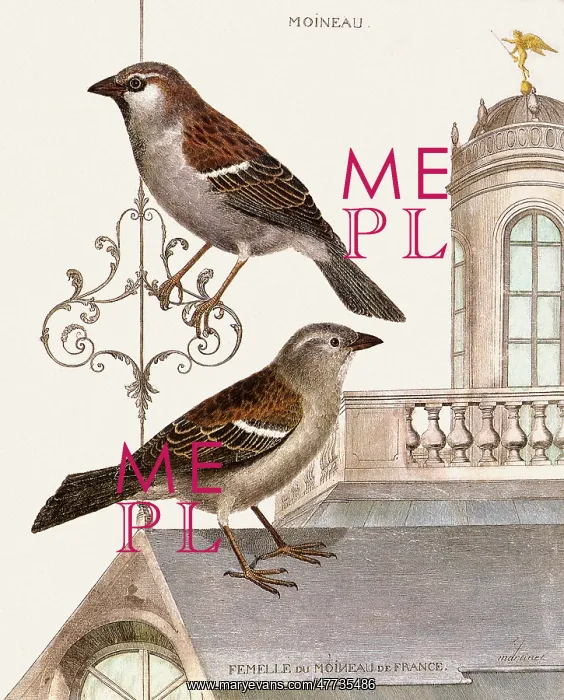 : House Sparrows, Passer domesticus : House Sparrows, Passer domesticus