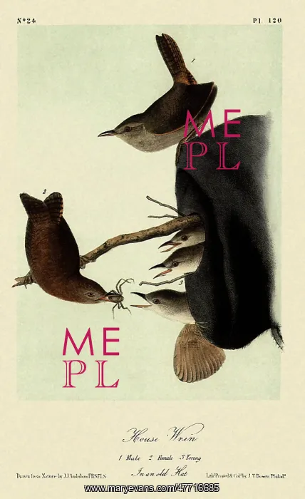  : House Wrens