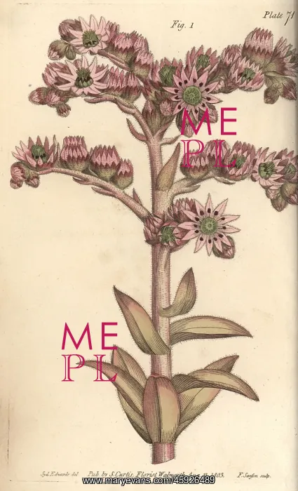 : Houseleek, Sempervivum tectorum : Houseleek, Sempervivum tectorum