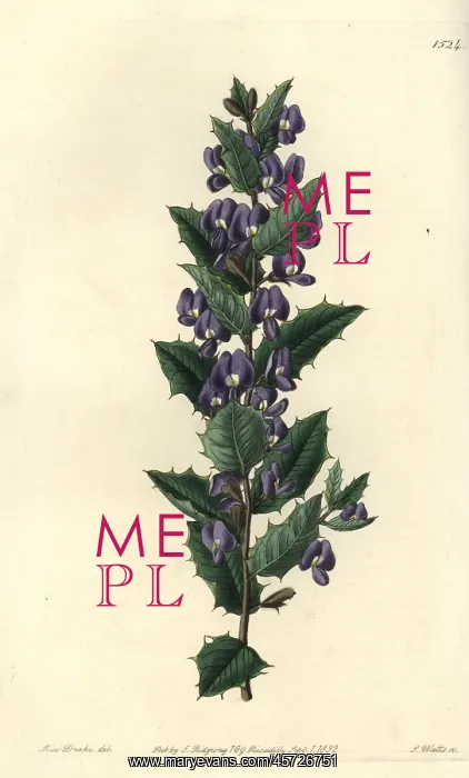 : Hovea chorizemifolia : Hovea chorizemifolia