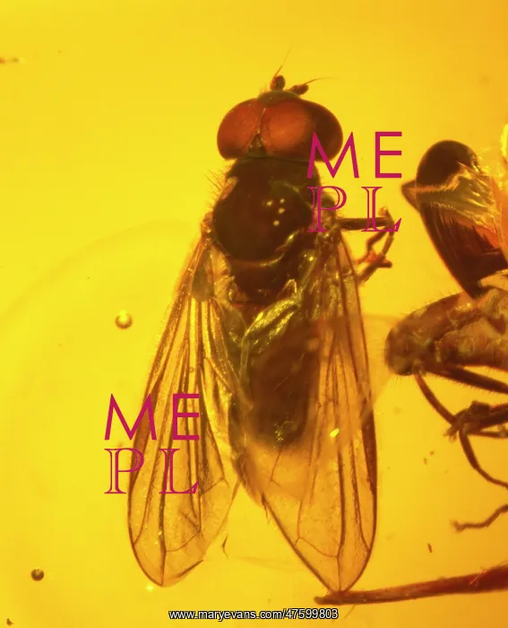 : Hoverfly in amber : Hoverfly in amber