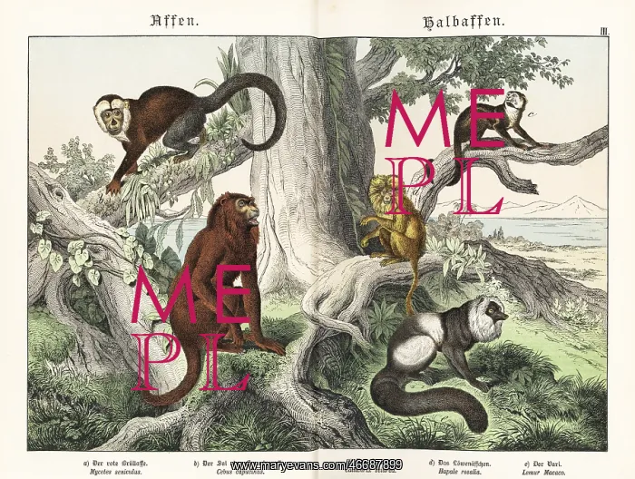 : Howler, capuchin, tamarin and lemur : Howler, capuchin, tamarin and lemur