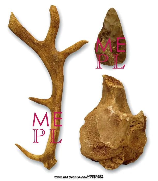 : Hoxnian anters, bones & hand axe from Swanscombe : Hoxnian anters, bones & hand axe from Swanscombe