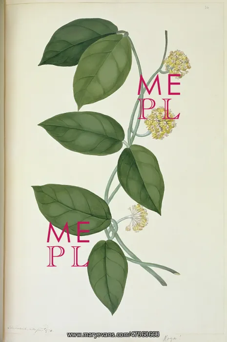 : Hoya cf. diversifolia : Hoya cf. diversifolia