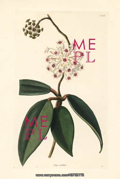 : Hoya pallida : Hoya pallida