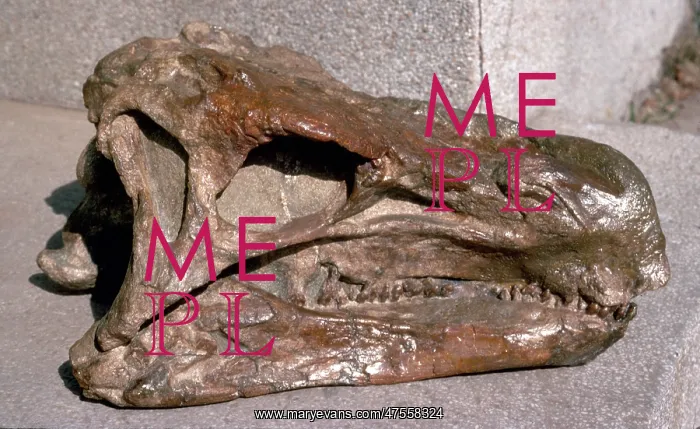 : Huayangosaurus skull : Huayangosaurus skull