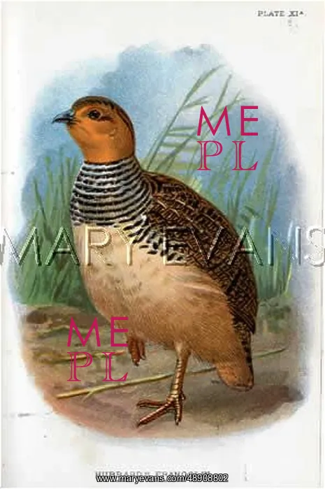 : HUBBARD'S FRANCOLIN : HUBBARD'S FRANCOLIN