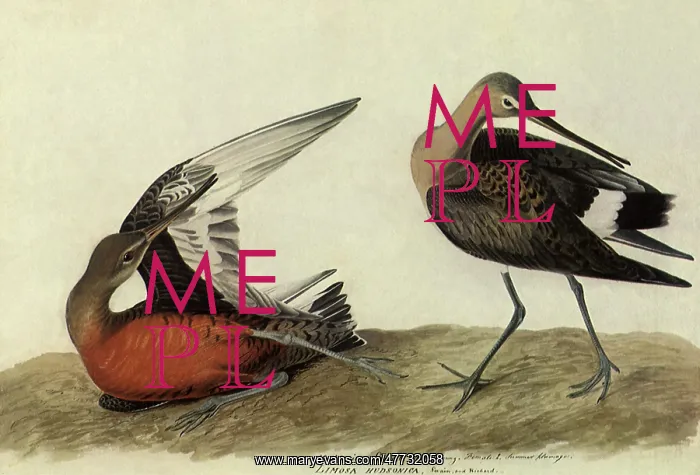 : Hudsonian Godwit