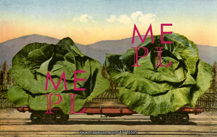 : Huge Heads of Cabbage : Huge Heads of Cabbage