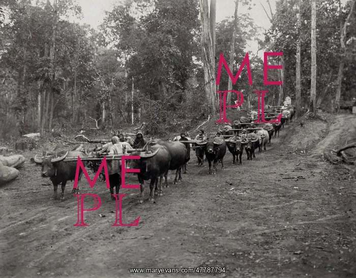 : Huge logging train of oxen in jungle, Burma India c.1910 : Huge logging train of oxen in jungle, Burma India c.1910