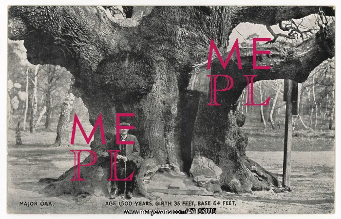 : HUGE OLD OAK TREE C1912 : HUGE OLD OAK TREE C1912