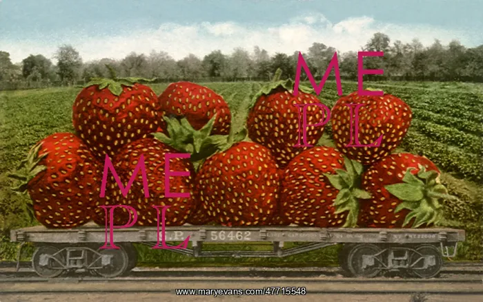 : Huge Strawberries : Huge Strawberries