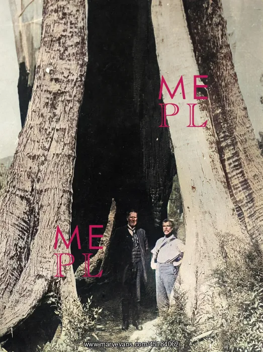 : HUGE TREE TRUNK : HUGE TREE TRUNK