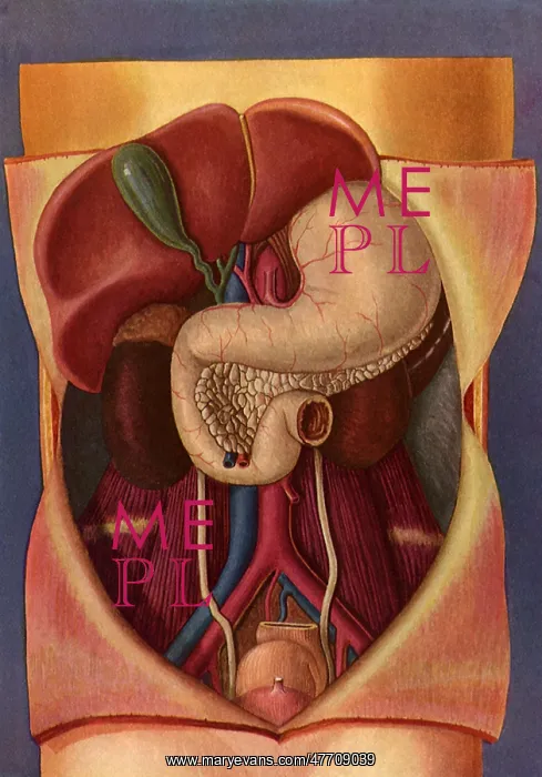  : Human Abdomen