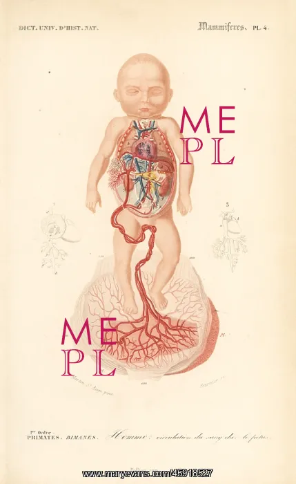 : Human anatomy: blood circulation from placenta to the foetus : Human anatomy: blood circulation from placenta to the foetus