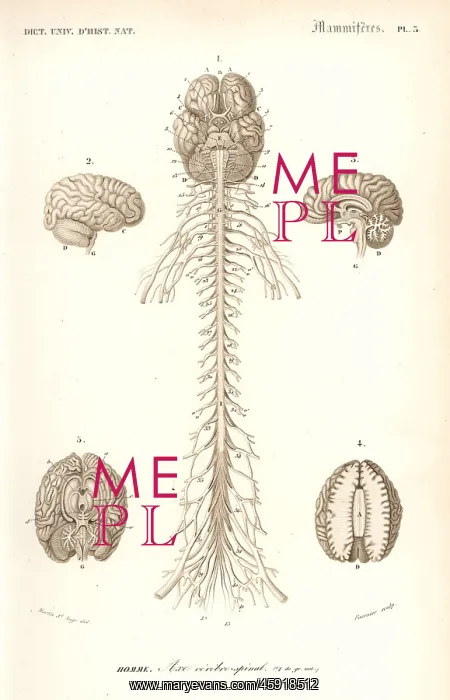 : Human anatomy, nervous system, brain and spinal cord : Human anatomy, nervous system, brain and spinal cord