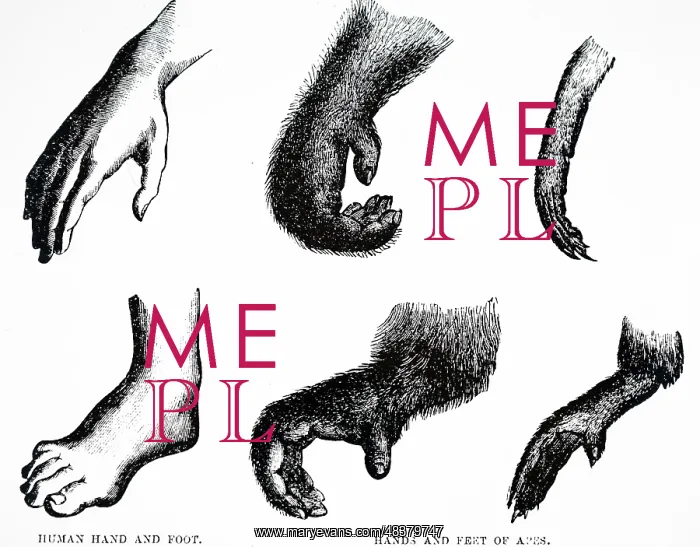  : Human and ape hands and feet