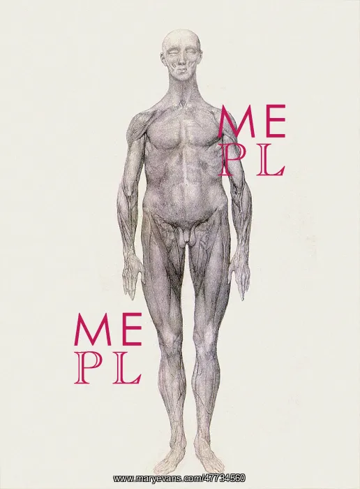  : Human Being, Anterior View, by Stubbs