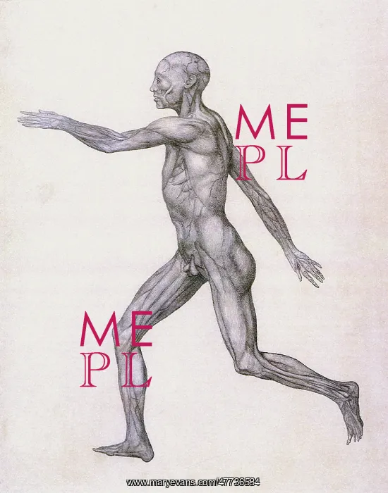  : Human Being, Lateral View, by Stubbs