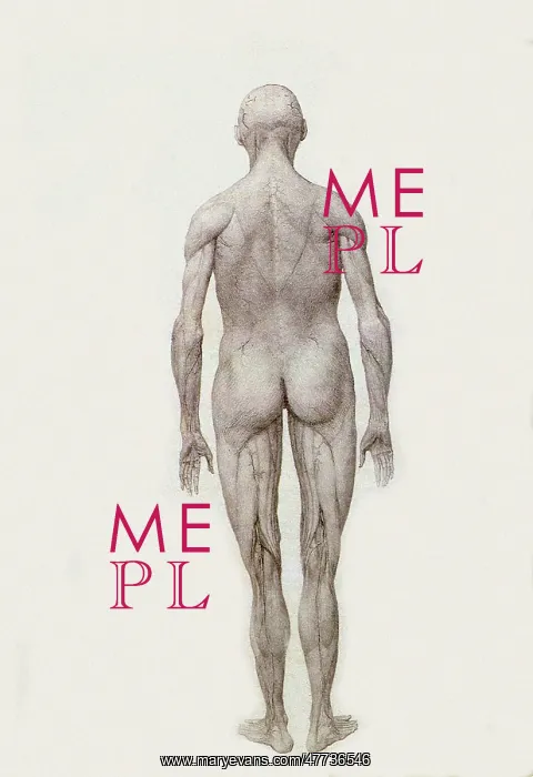 : Human Being, Posterior View, Partially Dissected, by Stubbs : Human Being, Posterior View, Partially Dissected, by Stubbs