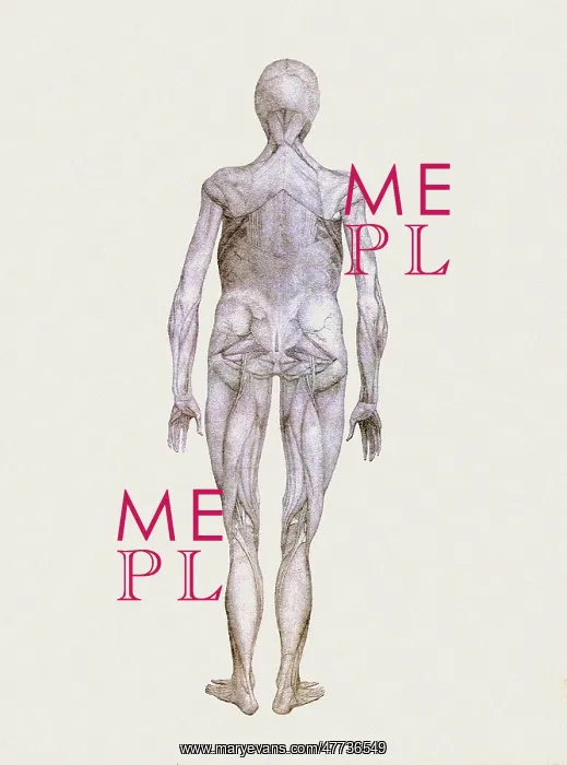  : Human Being, Posterior View, by Stubbs