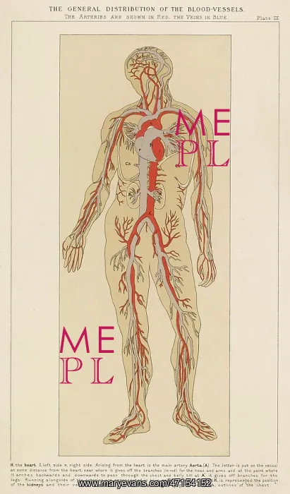 : Human body with blood vessels : Human body with blood vessels