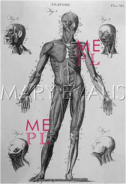 : Human body with muscles : Human body with muscles
