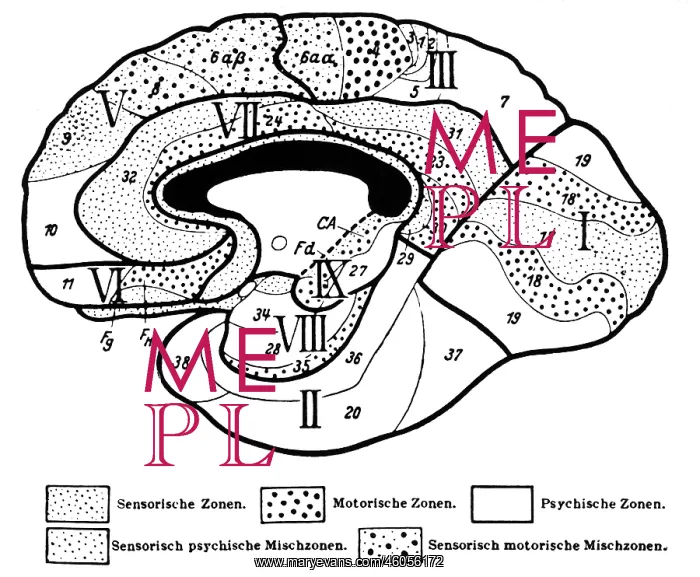 : The Human Brain : The Human Brain
