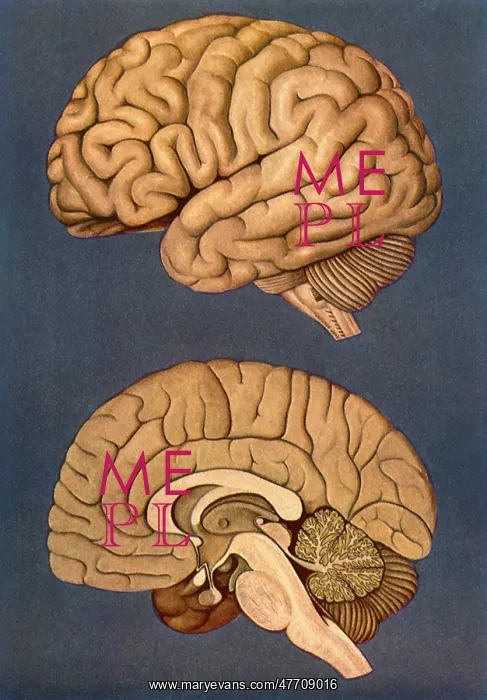  : Human Brain
