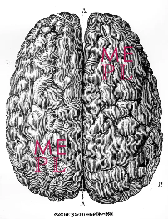  : The Human Brain
