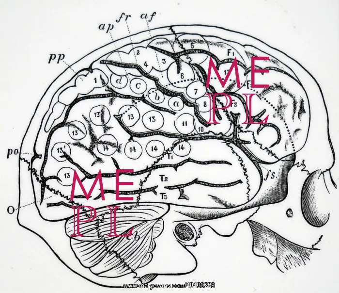 : Human brain with bones of skull superimposed : Human brain with bones of skull superimposed