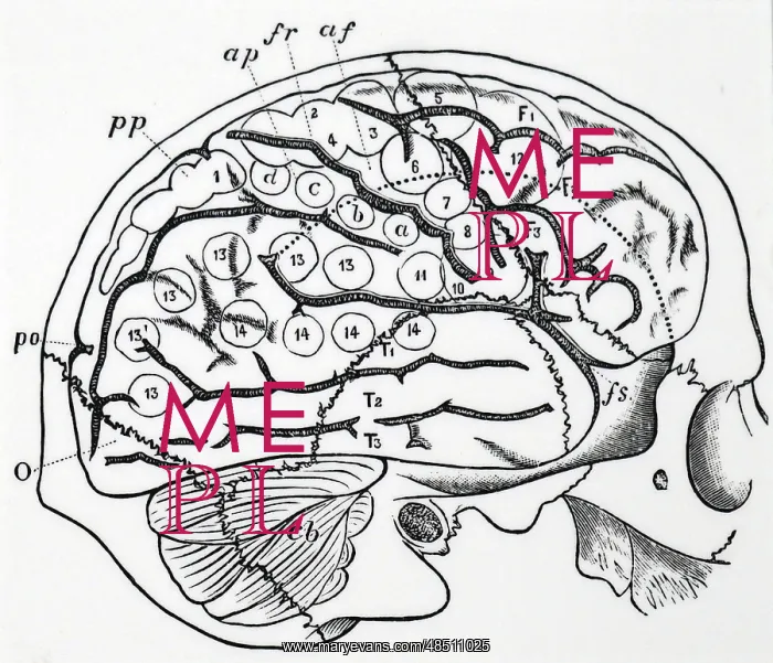 : Human brain with bones of skull superimposed : Human brain with bones of skull superimposed