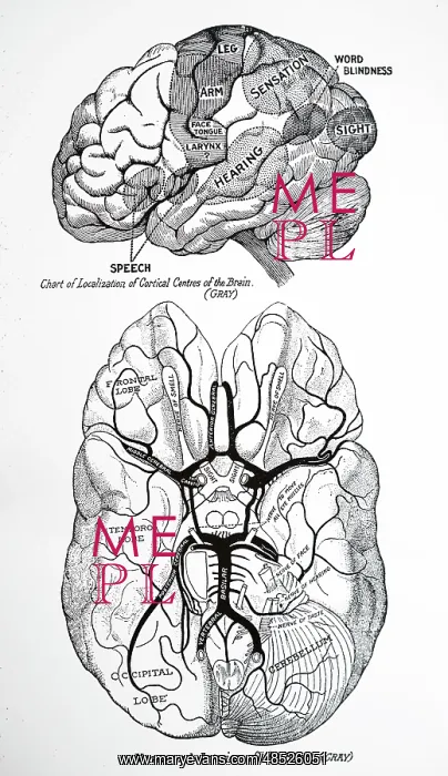 : Human brain. Chart of localisation of cortical centres : Human brain. Chart of localisation of cortical centres