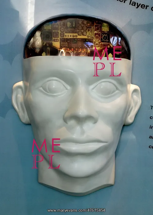 : Human Brain Display : Human Brain Display
