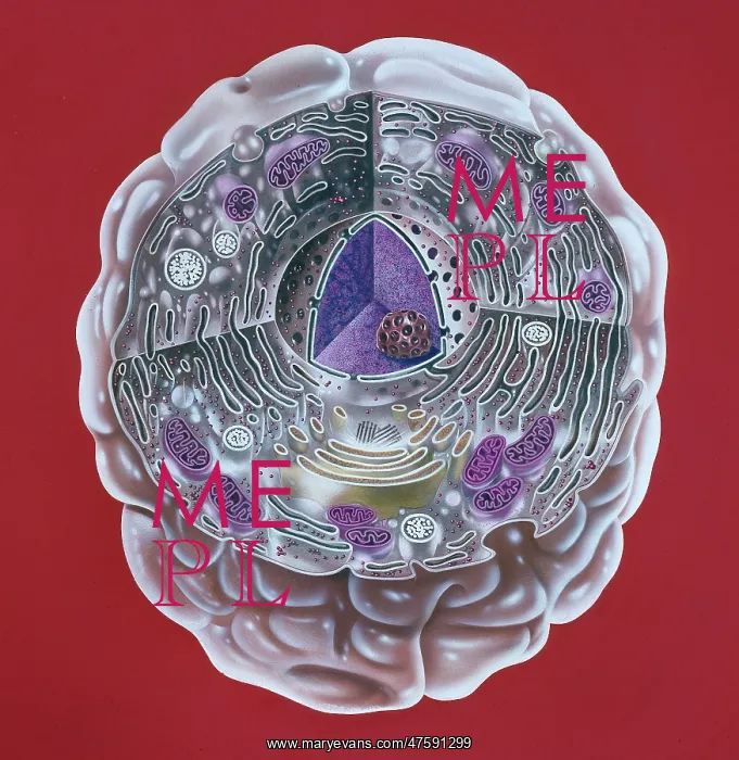 : Human cell : Human cell