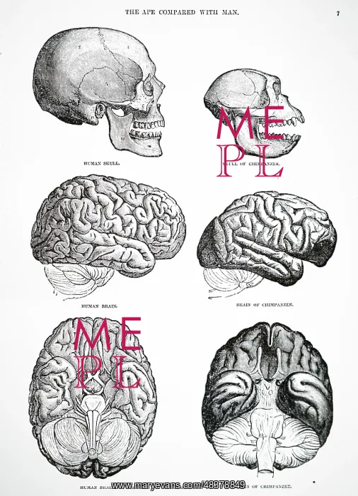: Human and chimpanzee skulls and brains : Human and chimpanzee skulls and brains