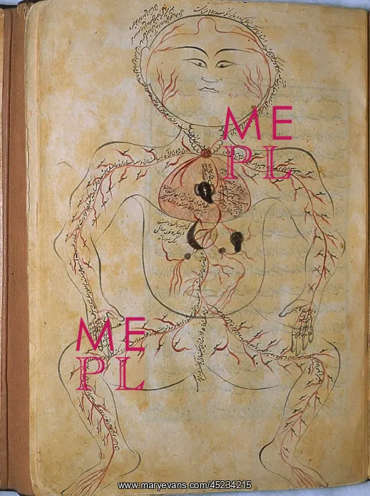 : The human circulation system, from MANSUR'S ? : The human circulation system, from MANSUR'S ?