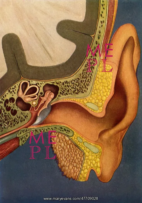  : Human Ear