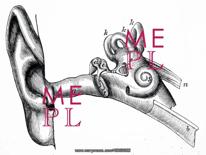  : Human ear