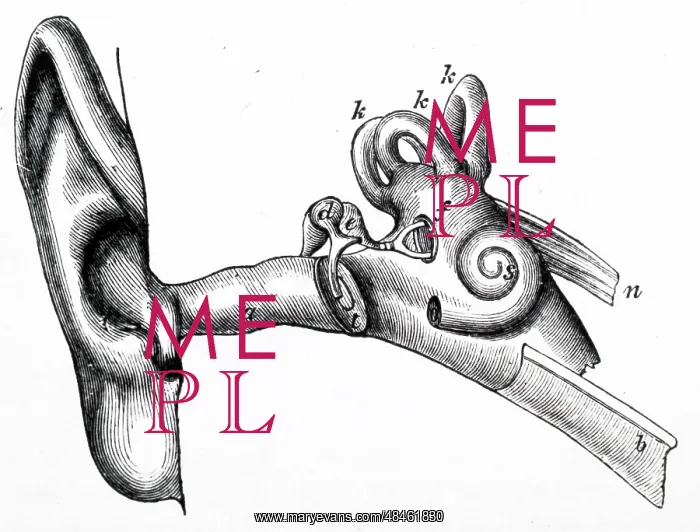  : Human ear