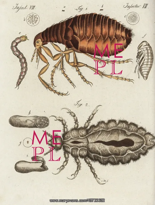 : Human flea and louse : Human flea and louse